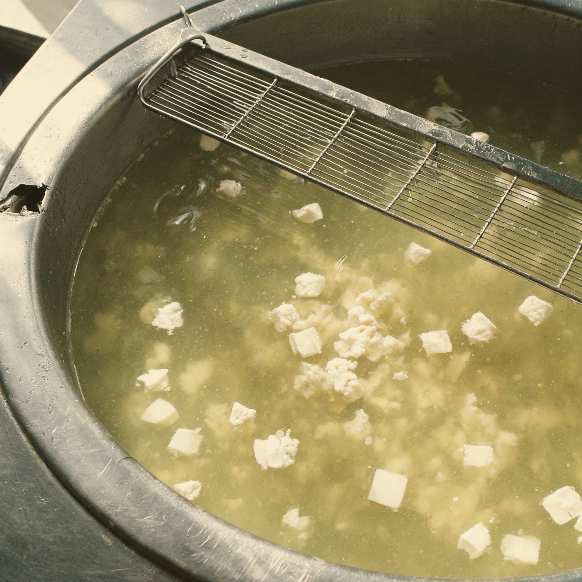 Freshly cut curd floating in whey in a steel cheese vat