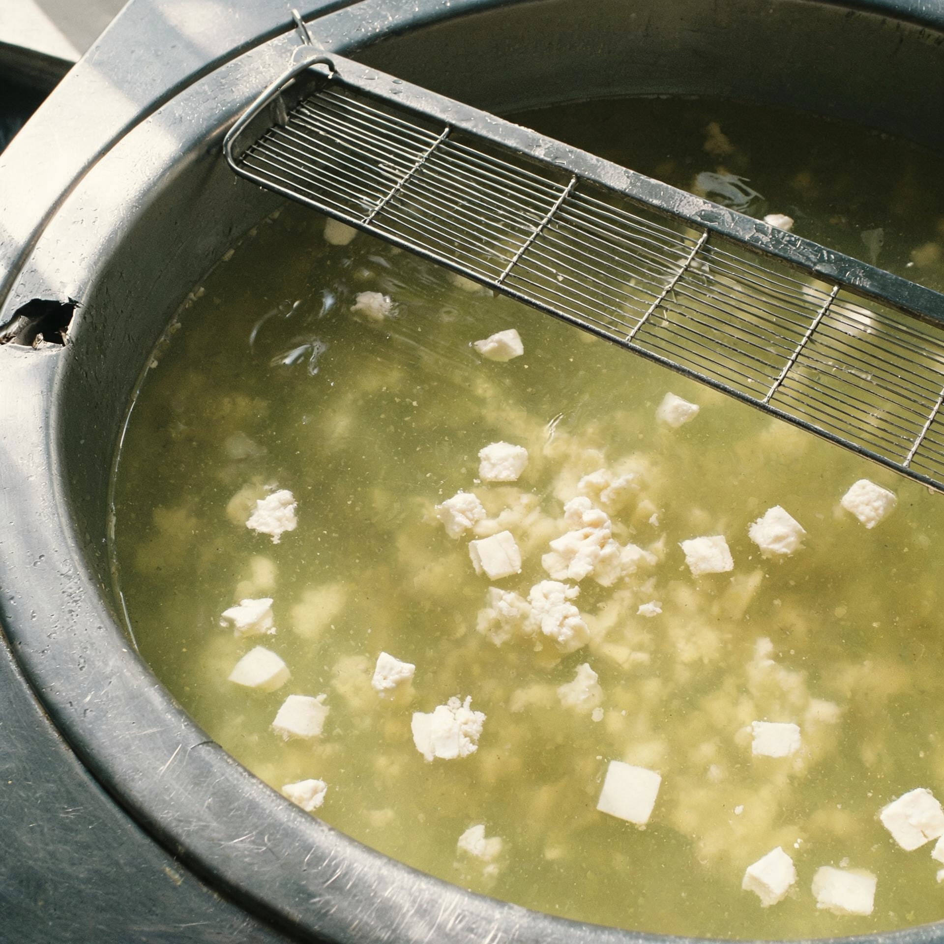 Freshly cut curd floating in whey in a steel cheese vat
